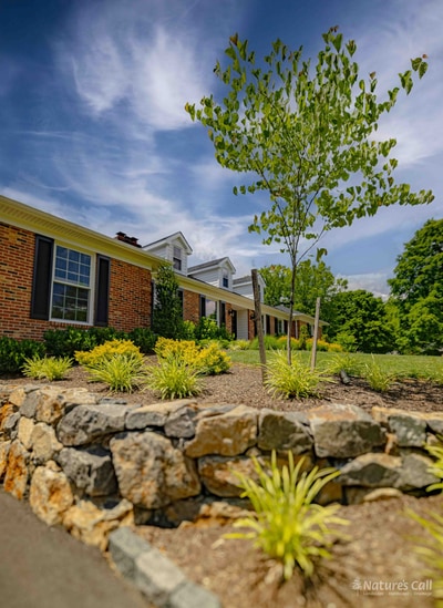 Stone wall, new sapling, and sky — Greenville DE