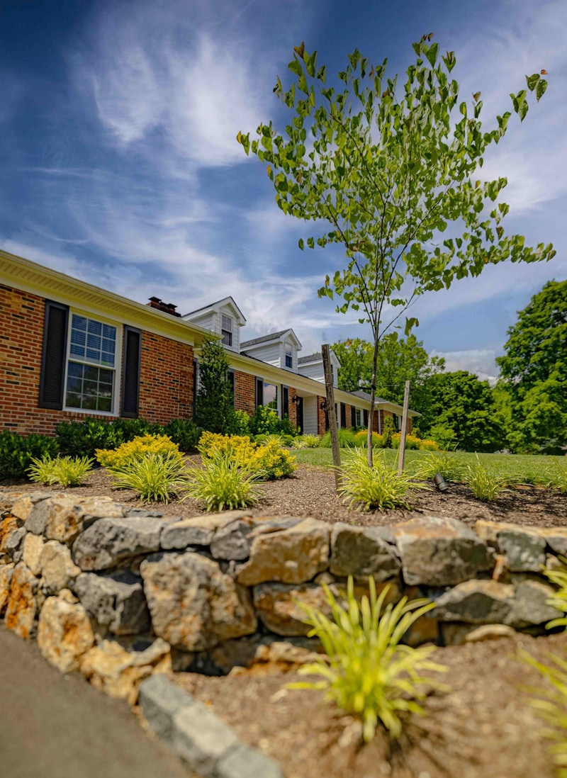 Stone wall, new sapling, and sky — Greenville DE