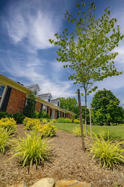 Young sapling rising from a freshly mulched bed against a vivid sky, Greenville Delaware