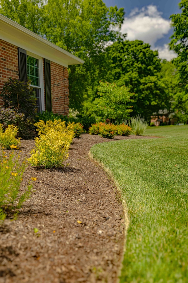 Curving bed with yellow shrubs along house, Greenville Delaware