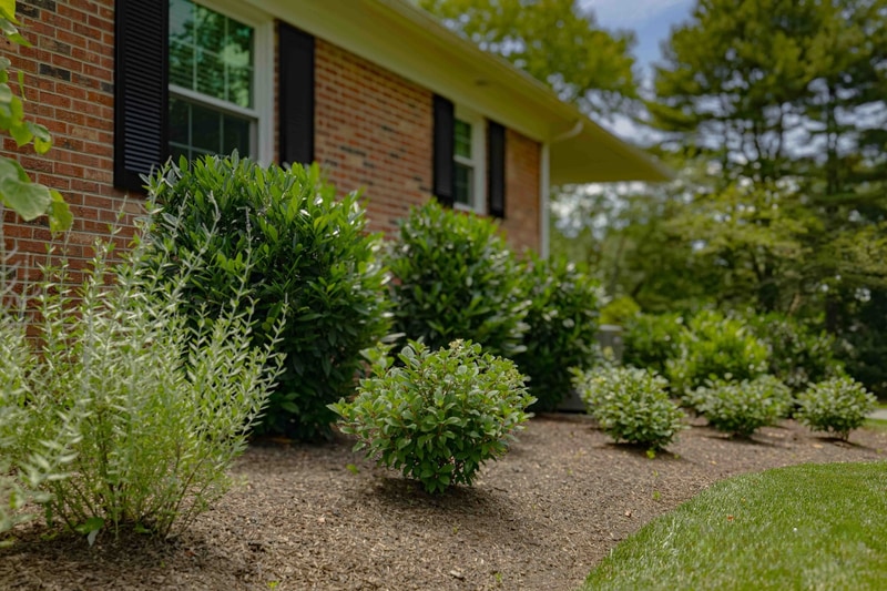 Shrub detail along house side, Greenville DE