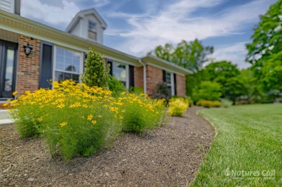 Coreopsis in summer bloom along the front bed with brick house behind, Greenville Delaware