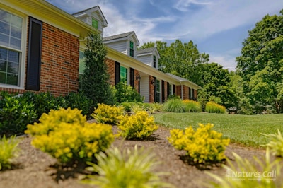 Side landscape bed with yellow shrubs, Greenville Delaware