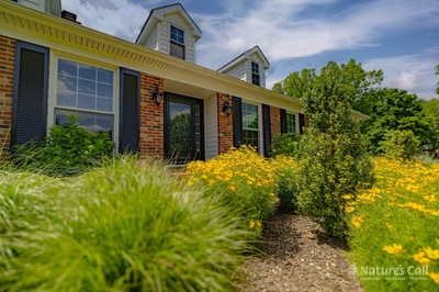 Coreopsis and tall grasses with house dormers behind, Greenville DE