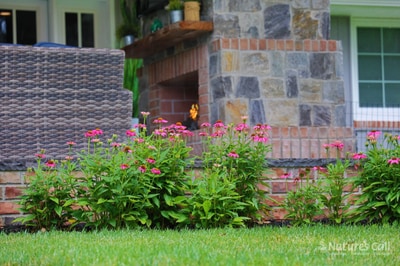 Mixed stone and brick fireplace with woven retaining wall, vibrant pink zinnias blooming in foundation planting beds along the lawn.