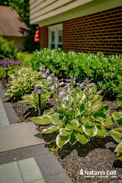 Foundation plantings with variegated hosta and purple astilbe line a brick home's entrance, accented by landscape lighting along a paver pathway.