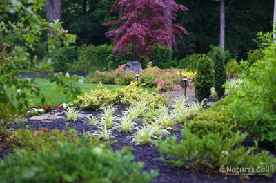 Layered perennial beds with purple Japanese maple, variegated ornamental grasses, flowering shrubs, and landscape lighting in lush garden setting.