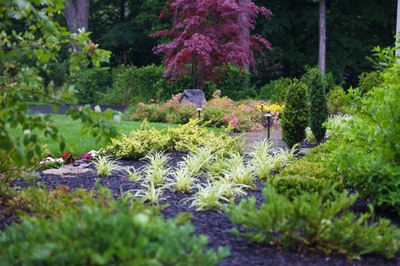 Layered perennial beds with purple Japanese maple, variegated ornamental grasses, flowering shrubs, and landscape lighting in lush garden setting.