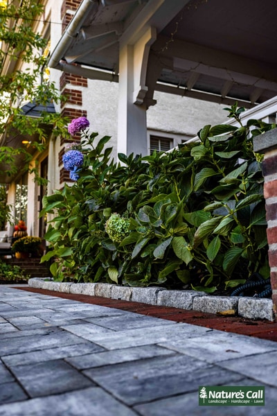 Lush plantings with broad-leaf shrubs and hydrangeas edge a paver patio beneath a pergola in Wilmington, Delaware.