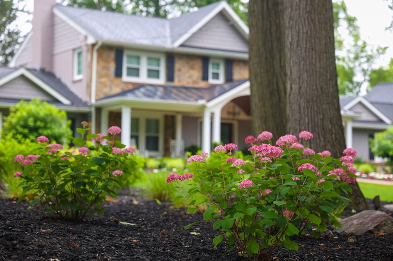 Pink mophead hydrangeas in the foreground bed of the North Wilmington property, sharply focused with the home's stone facade and covered porch soft-focus in the distance behind a large mature tree trunk