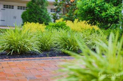 Foundation planting close-up at the North Wilmington property: variegated liriope grasses with cream-edged blades clumped along a black mulch bed, a tan brick paver walkway running across the foreground, and the white garage trim soft-focus at upper left
