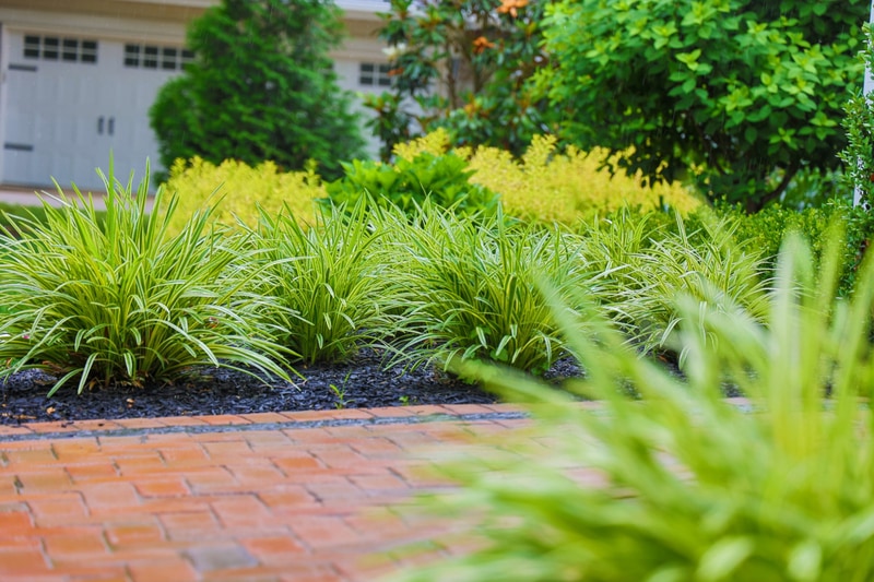 Foundation planting close-up at the North Wilmington property: variegated liriope grasses with cream-edged blades clumped along a black mulch bed, a tan brick paver walkway running across the foreground, and the white garage trim soft-focus at upper left