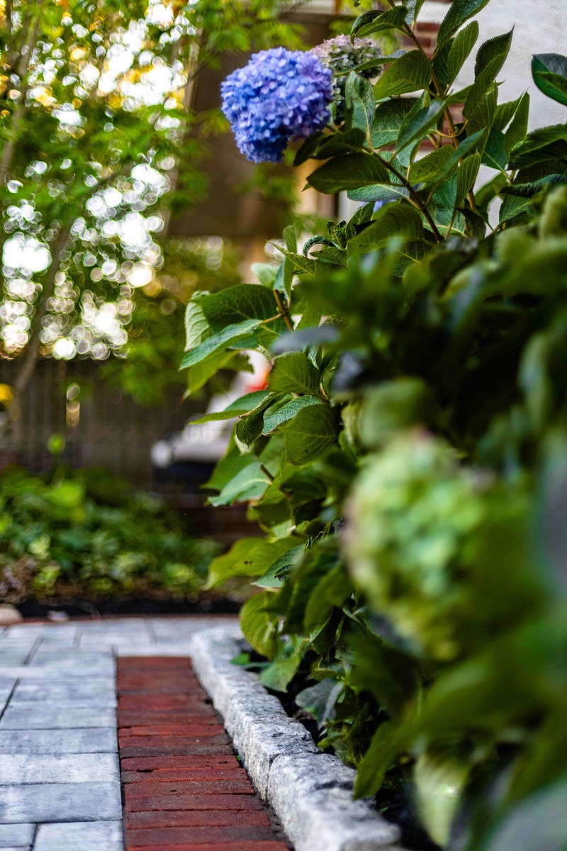 Hydrangea macro at the Wilmington front entry: a single blue-and-purple bloom in sharp focus at center, with the paver walkway, red brick edge, and bokeh of the wrought iron railing softly out of focus in the background